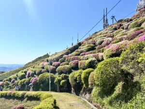 大平山