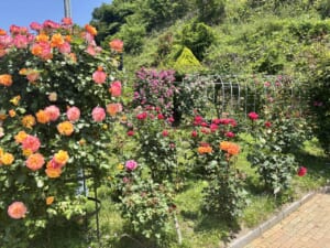 薔薇一族