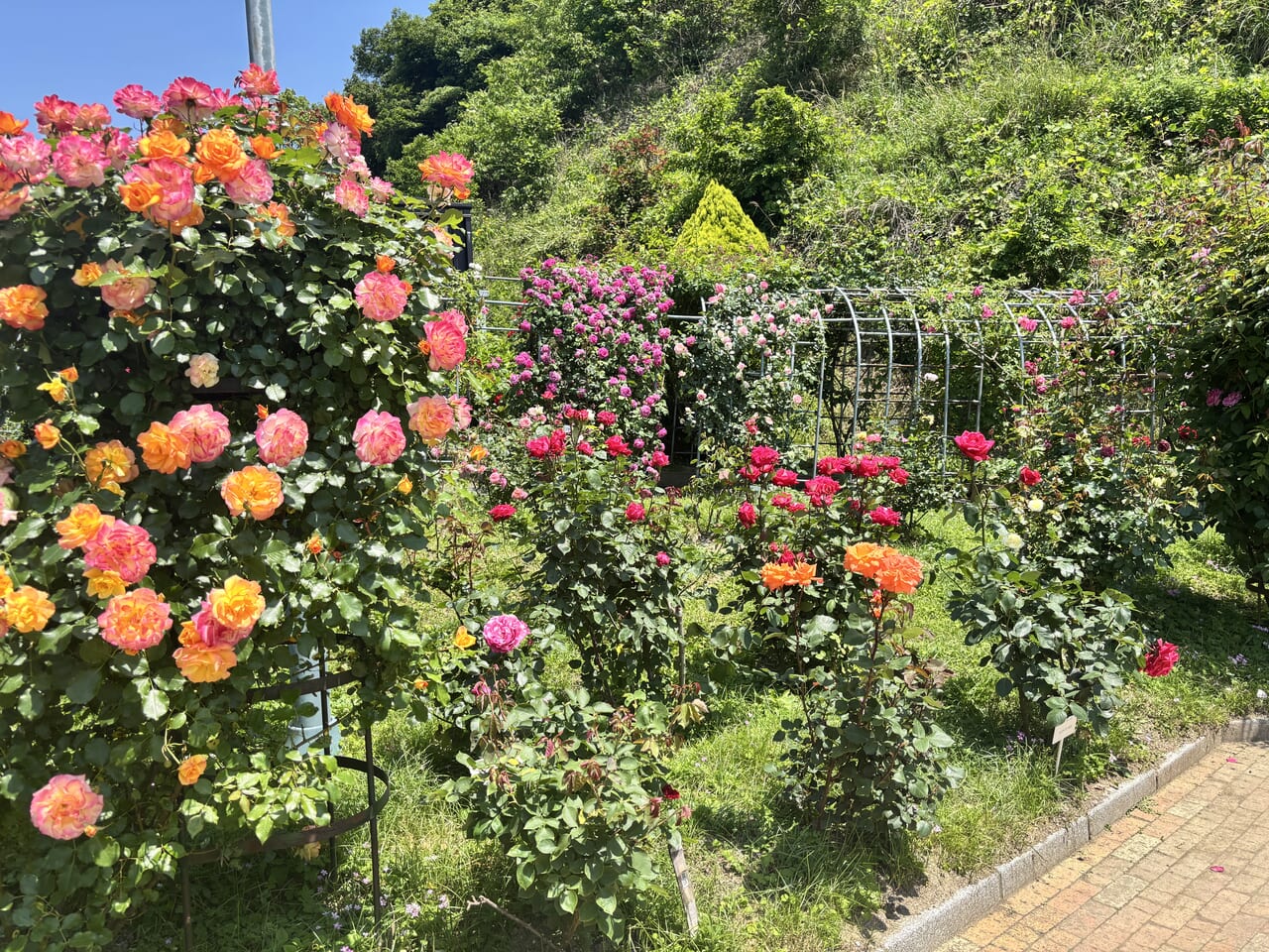 薔薇一族